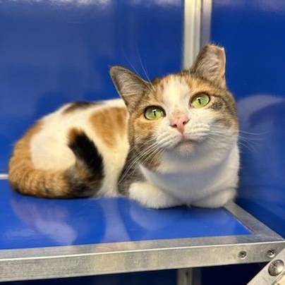 Zena (ID 30682), adoptable, Adult Female Domestic Short Hair.
