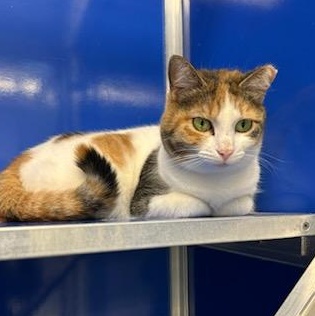 Zena (ID 30682), an adoptable Domestic Short Hair in Manassas, VA image 2/4