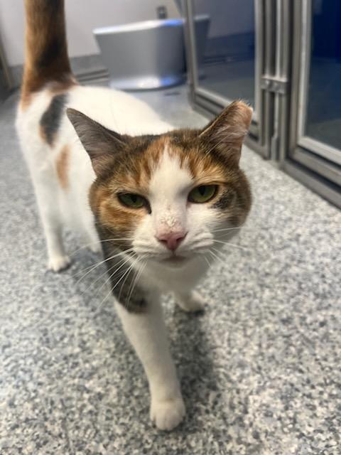 Zena (ID 30682), an adoptable Domestic Short Hair in Manassas, VA image 3/4