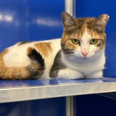 Zena (ID 30682), an adoptable Domestic Short Hair in Manassas, VA image 4/4