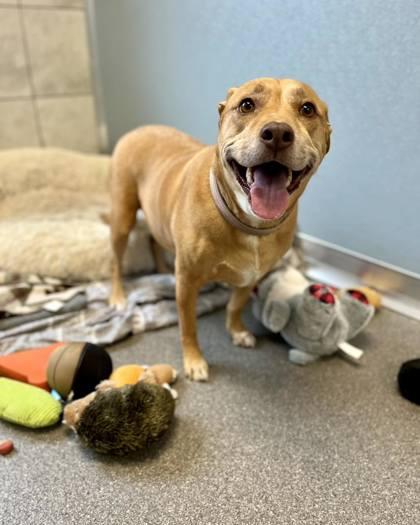 Enlarge Stormy, a Adoptable Mixed Breed in Munster, IN image 1/1