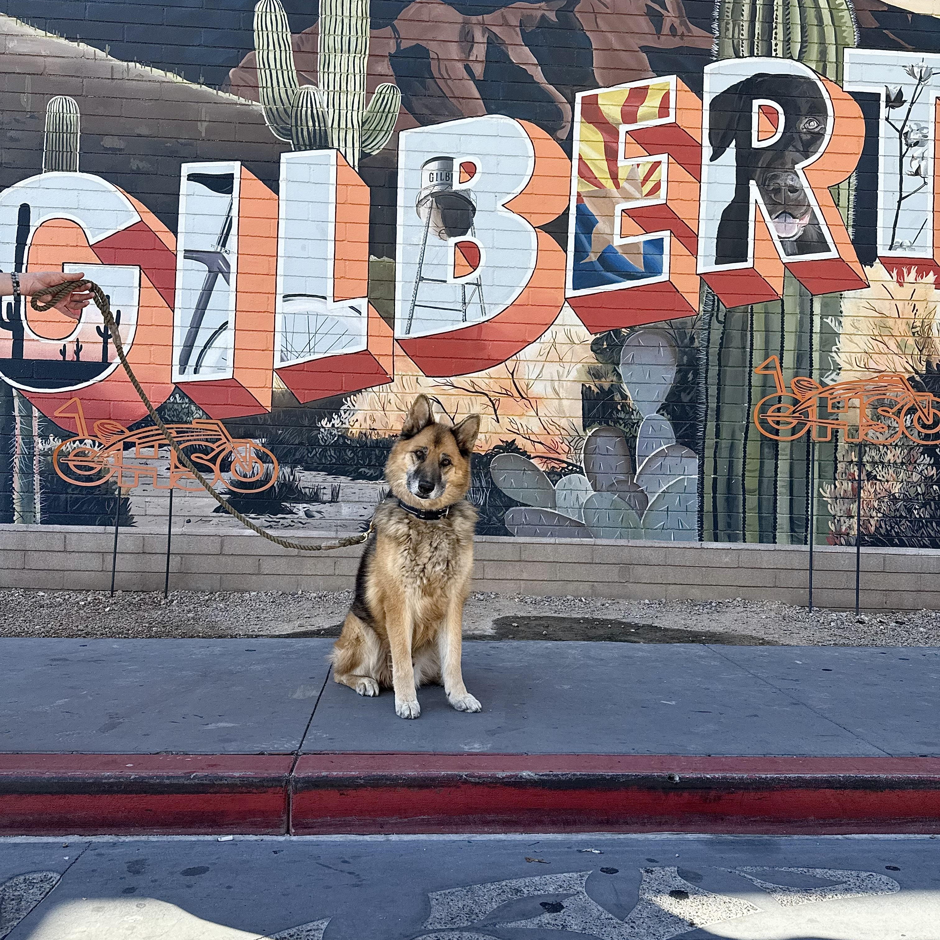 Enlarge Capone, a Adoptable German Shepherd Dog in Scottsdale, AZ image 2/4