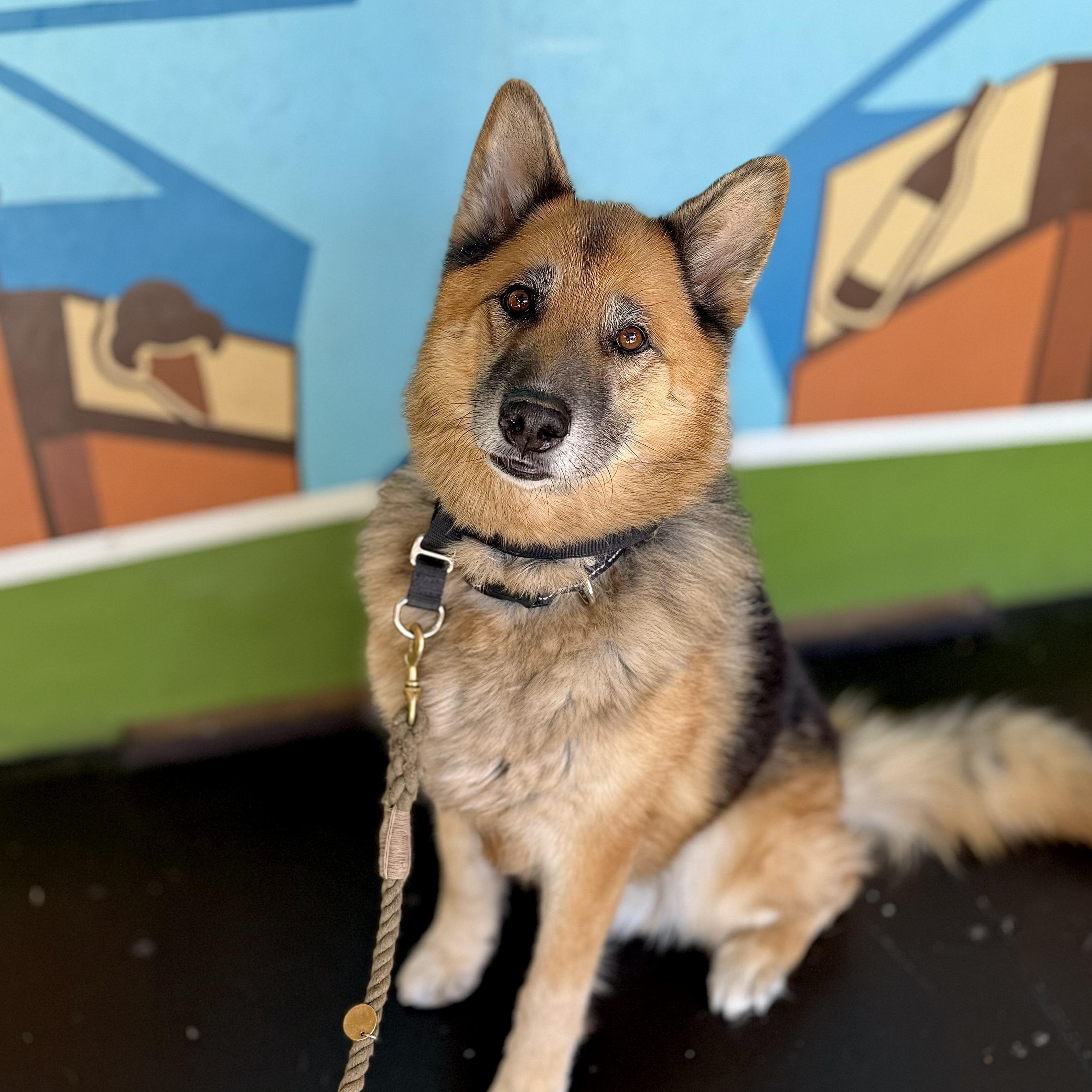 Capone — thumbnail 2