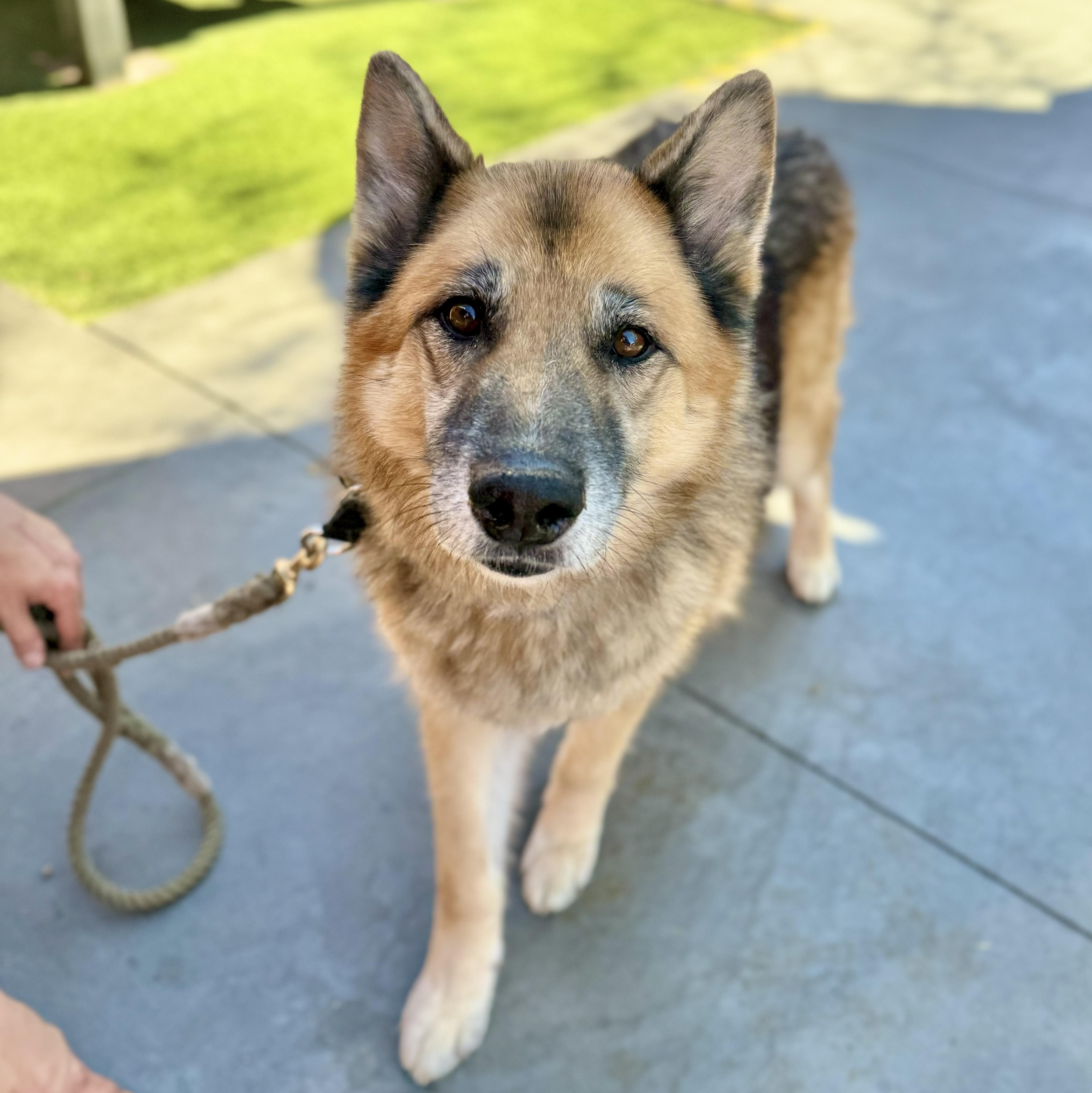 Enlarge Capone, a Adoptable German Shepherd Dog in Scottsdale, AZ image 4/4