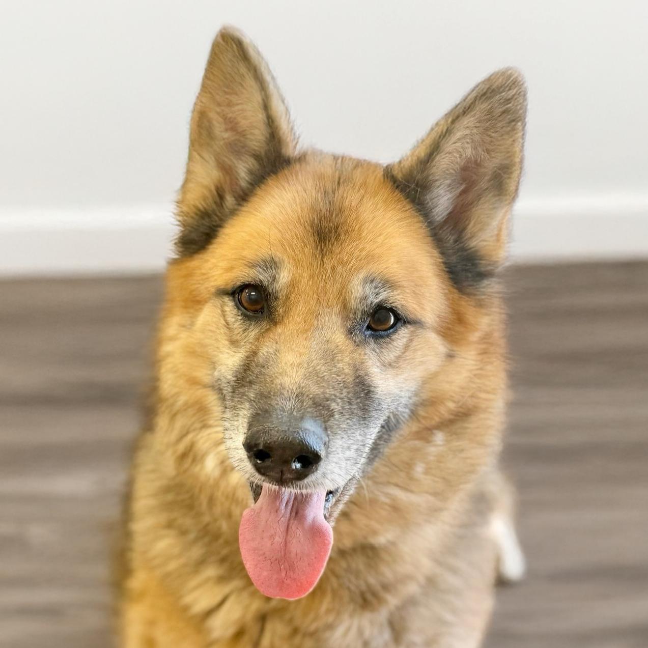 Capone, Adoptable, Senior Male German Shepherd Dog.