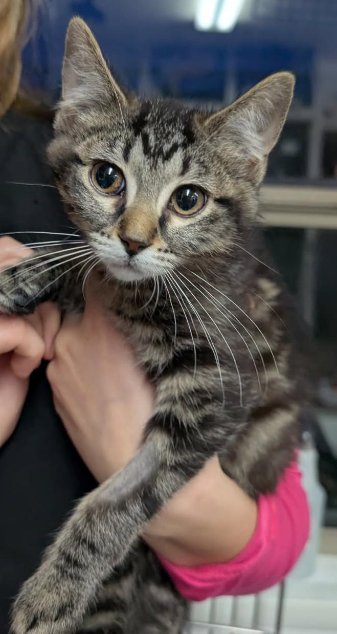 Selena, ADOPTABLE, Young Female Domestic Short Hair.