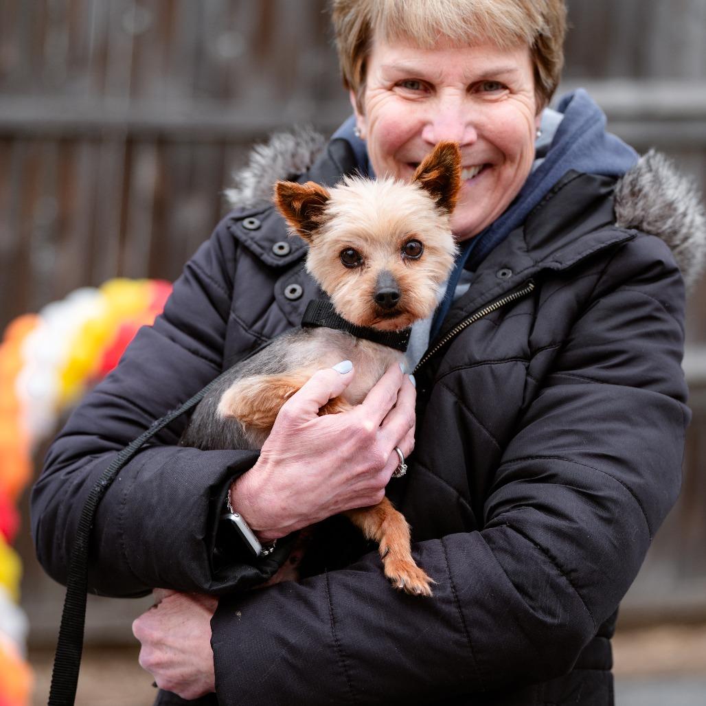 Enlarge Kathy, an adopted Yorkshire Terrier in Chester Springs, PA image 2/4