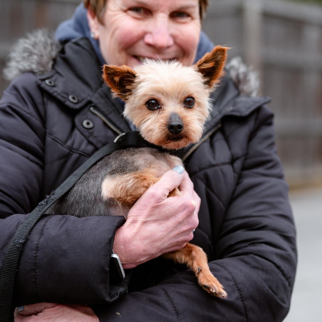 Enlarge Kathy, an adopted Yorkshire Terrier in Chester Springs, PA image 3/4
