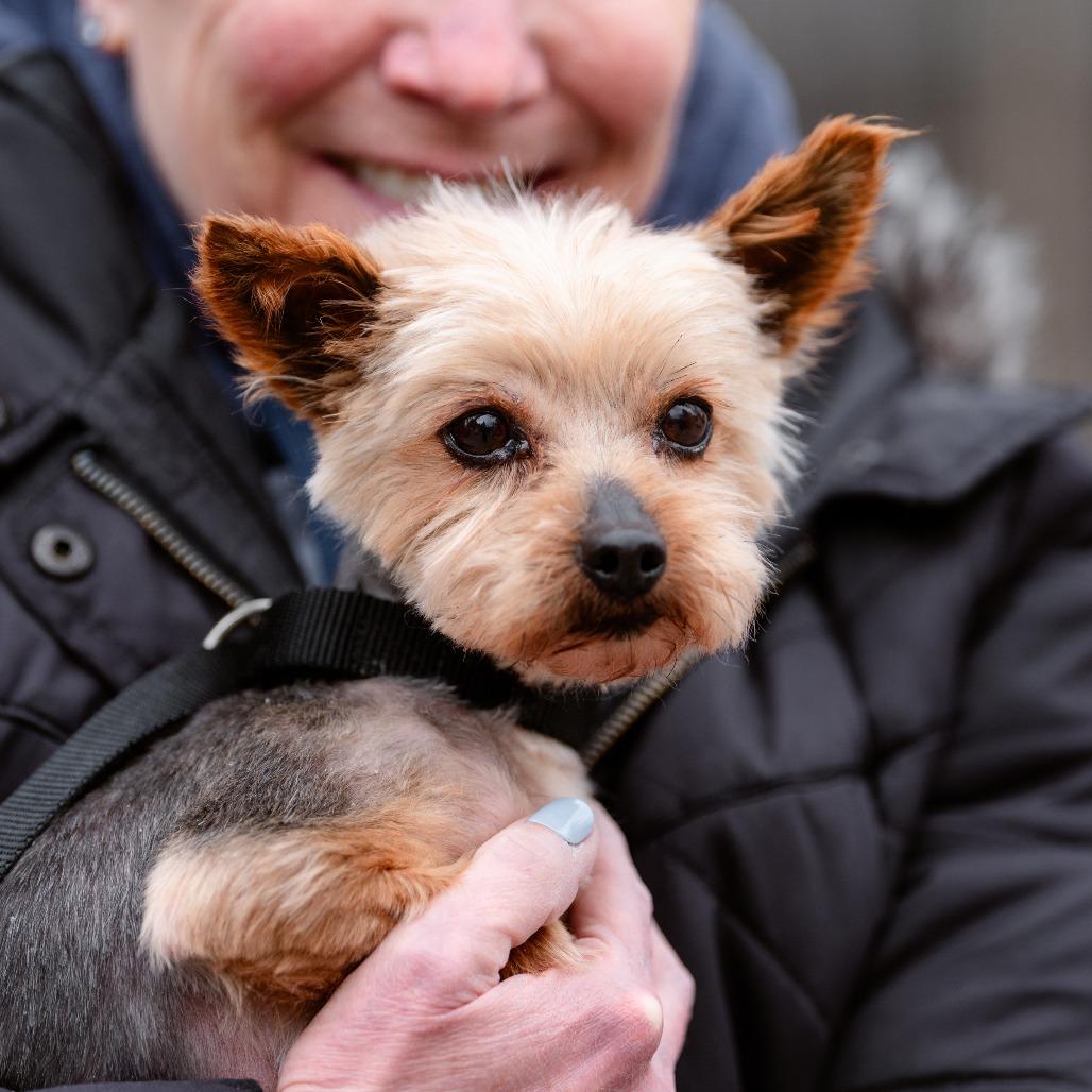 Enlarge Kathy, an adopted Yorkshire Terrier in Chester Springs, PA image 4/4