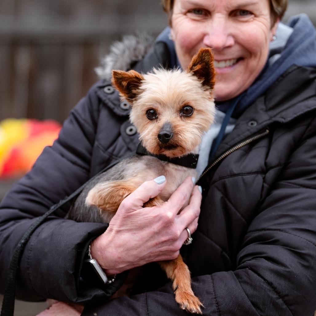 Kathy, adopted, Adult Female Yorkshire Terrier.