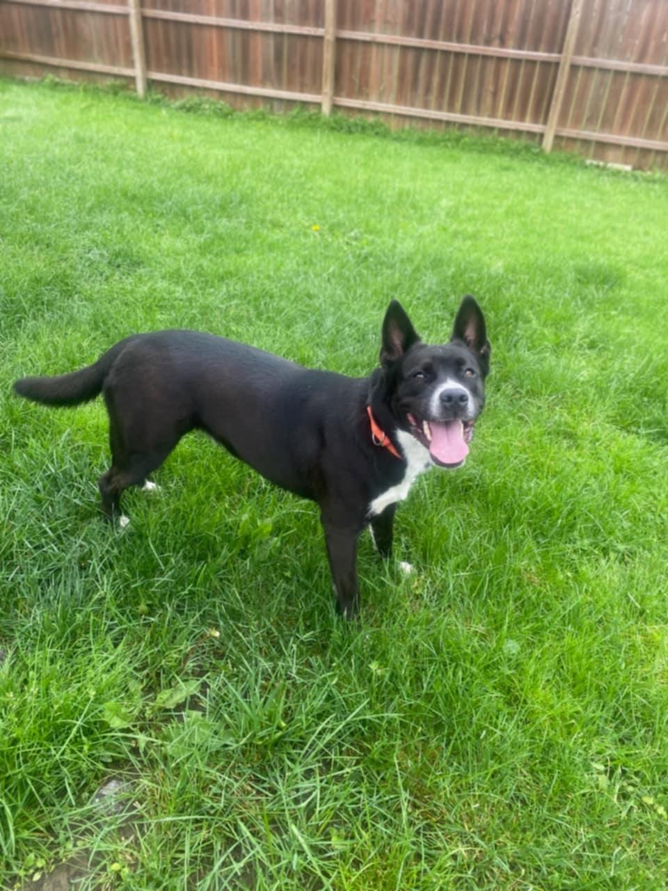 Diamond, Young Female Terrier