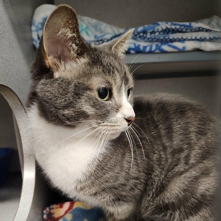 Sampson, Adoptable, Senior Male Domestic Short Hair.