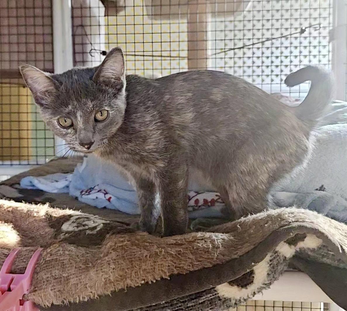 Enlarge Rosie, a Adopted Dilute Tortoiseshell in Penndel, PA image 2/3
