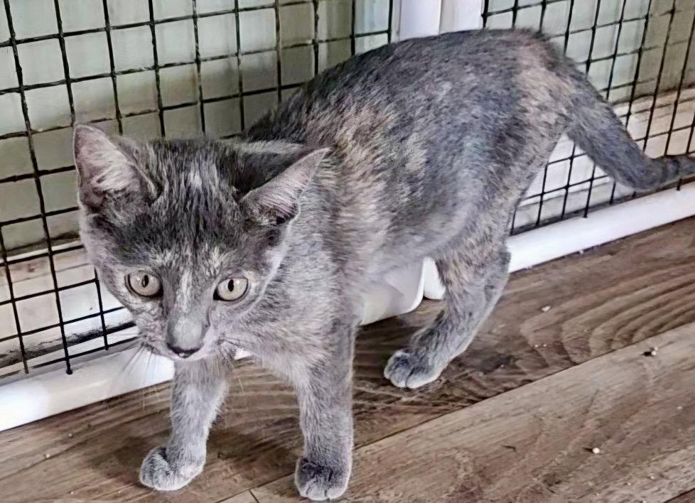 Enlarge Rosie, a Adopted Dilute Tortoiseshell in Penndel, PA image 3/3