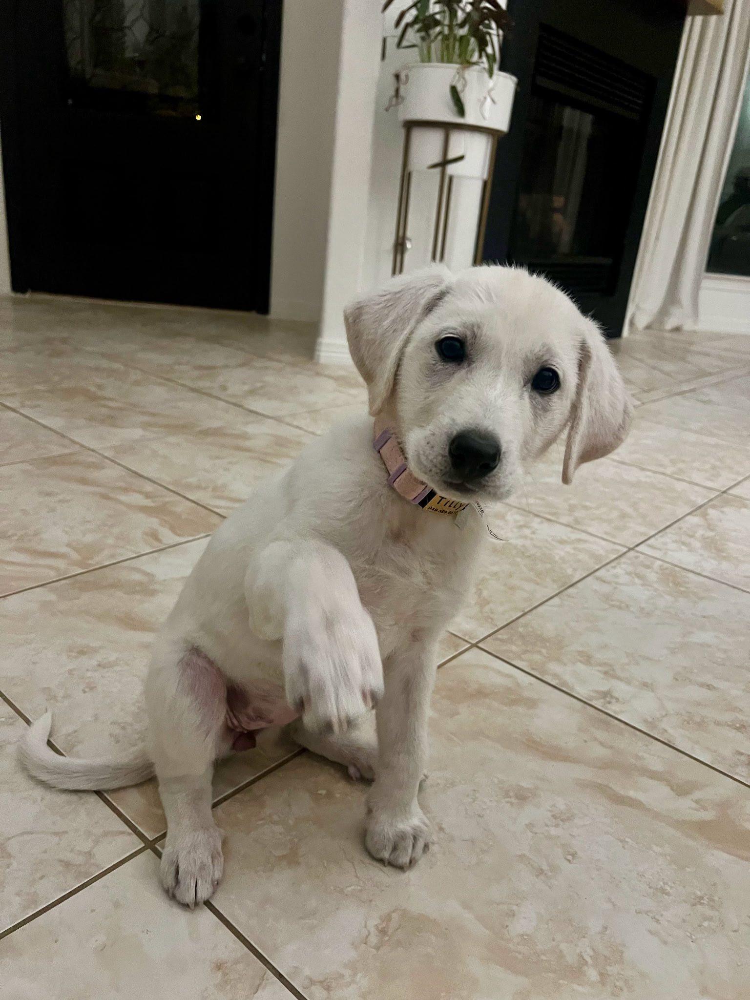 Enlarge Tilly, a Adopted mixed breed in Houston, TX image 1/3