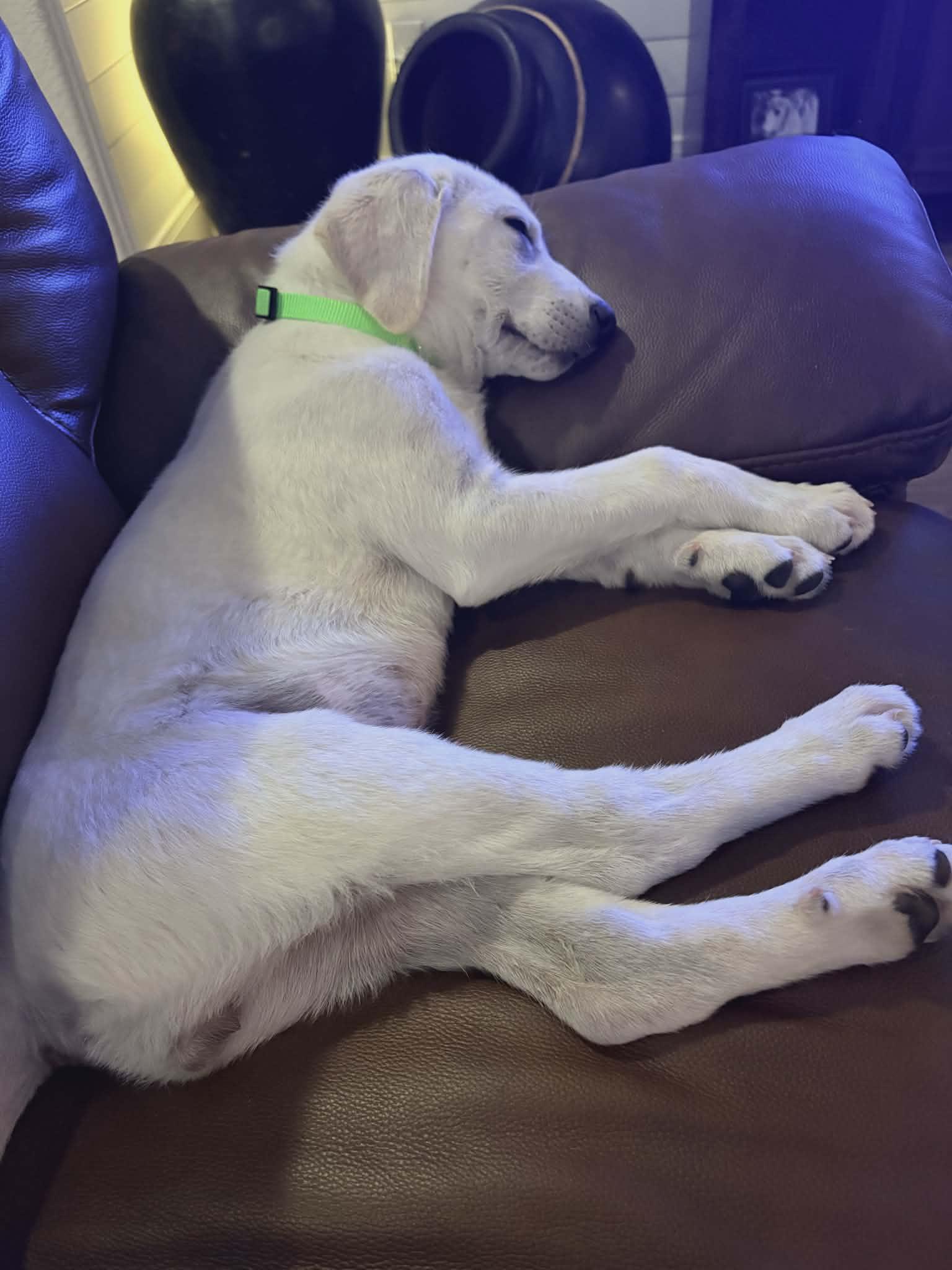 Enlarge Tilly, a Adopted mixed breed in Houston, TX image 2/3