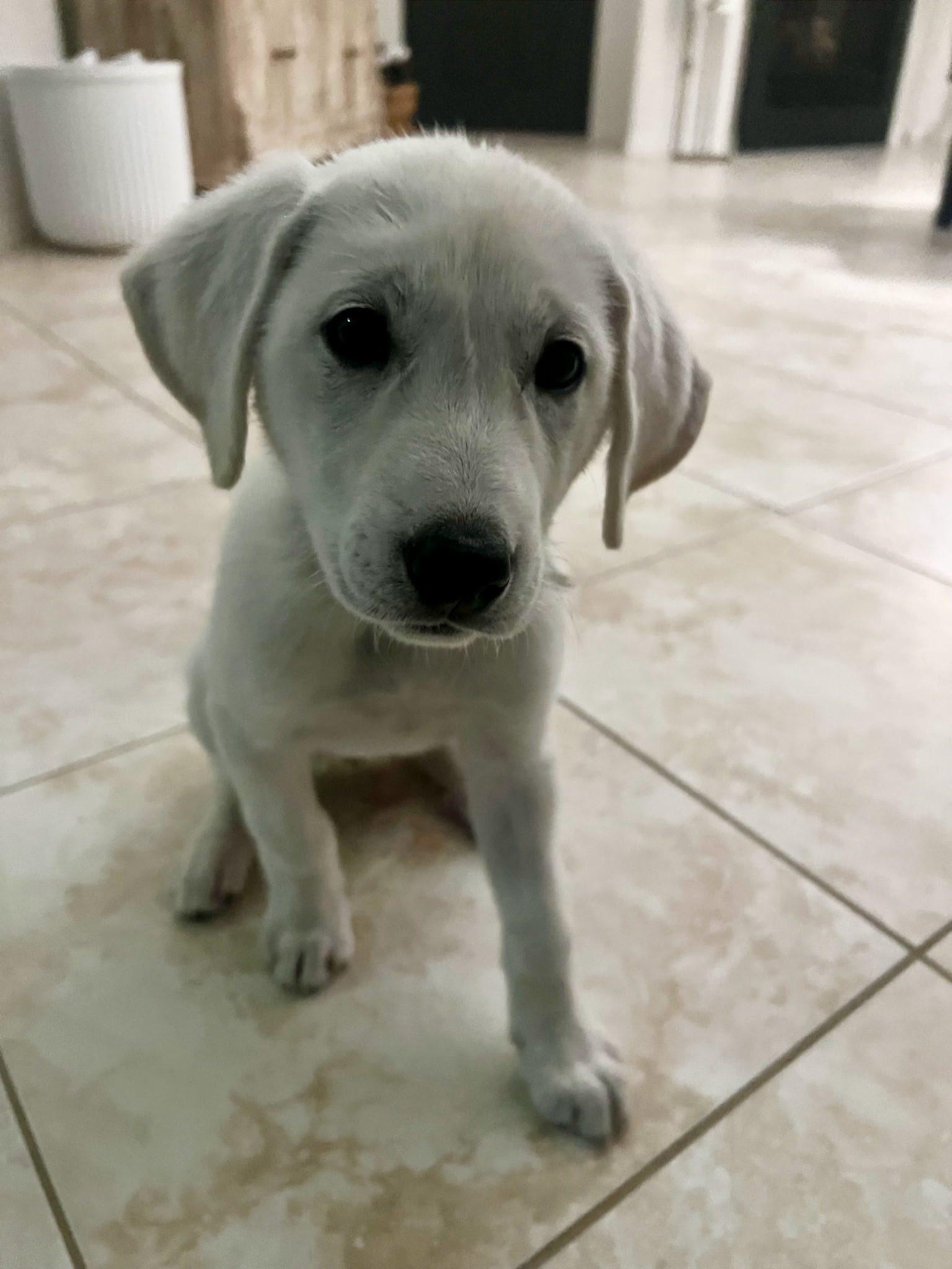 Enlarge Tilly, a Adopted mixed breed in Houston, TX image 3/3