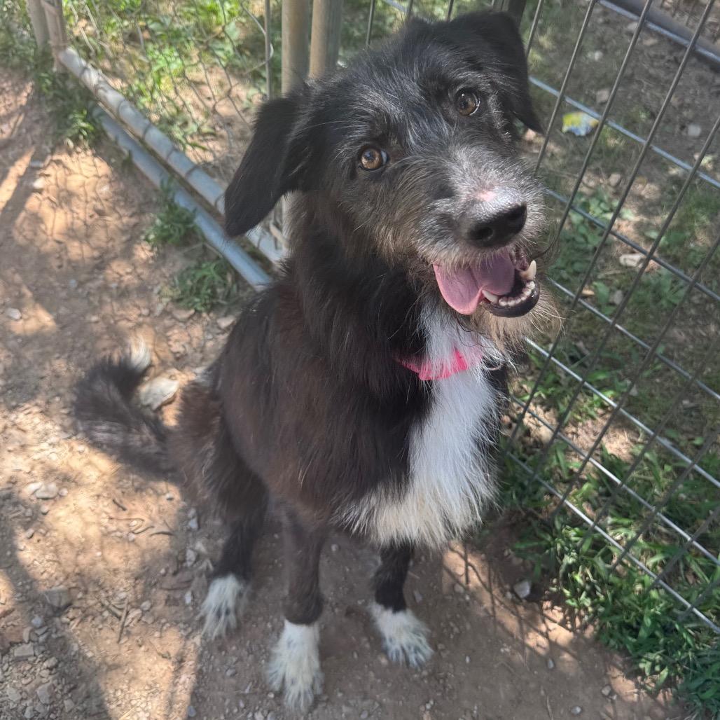 Enlarge Straya, a Adoptable Irish Wolfhound in Pineville, MO image 1/3