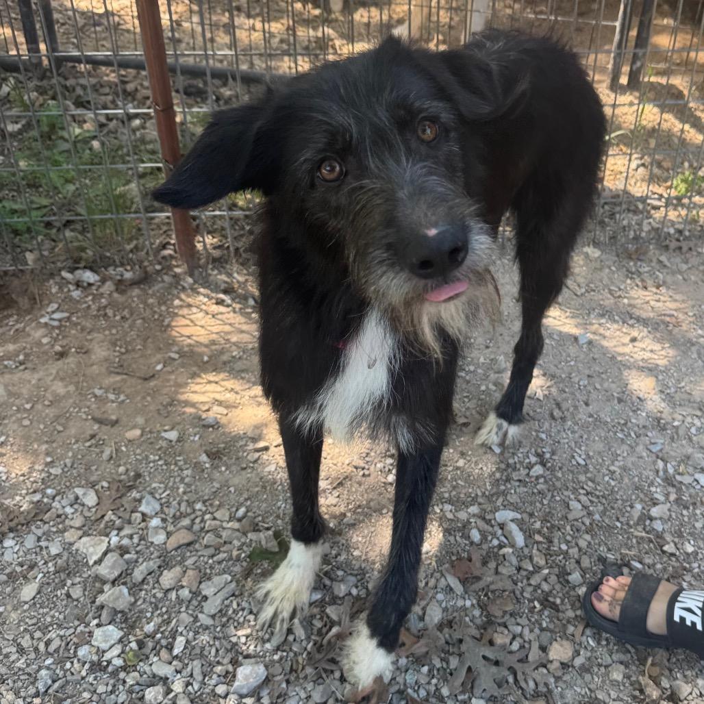 Enlarge Straya, a Adoptable Irish Wolfhound in Pineville, MO image 2/3