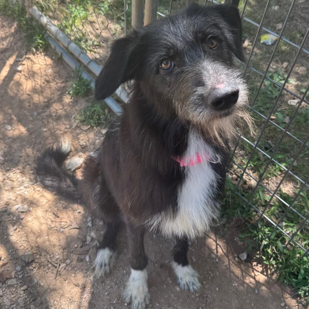 Enlarge Straya, a Adoptable Irish Wolfhound in Pineville, MO image 3/3