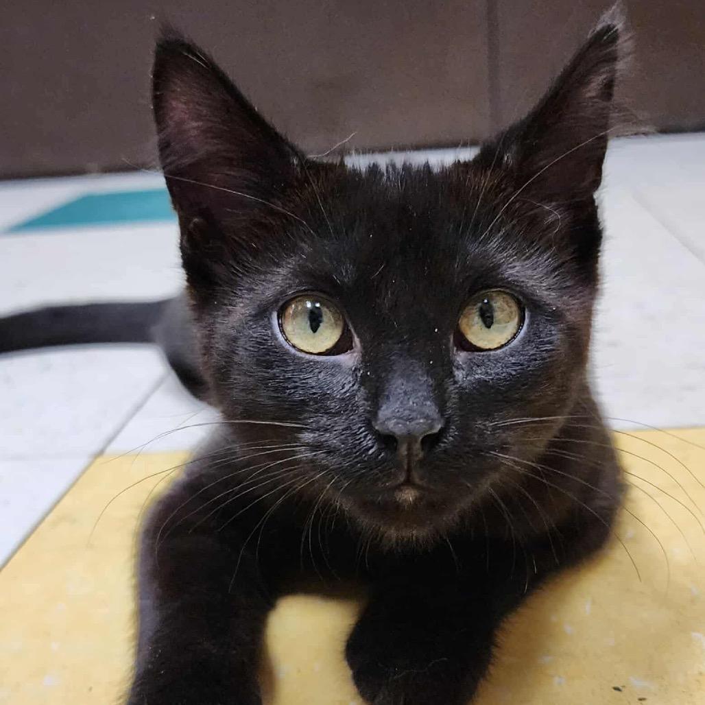 Pip, adopted, Kitten Male Domestic Short Hair.