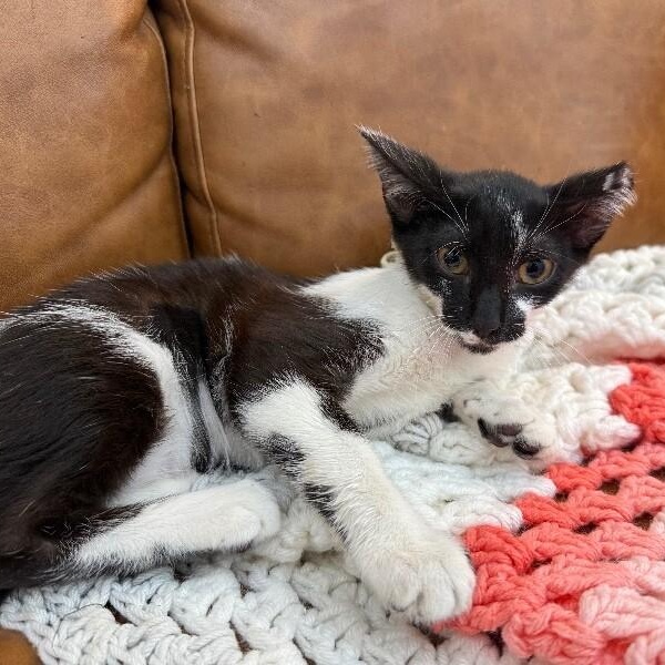 Daisy Boo — thumbnail 3