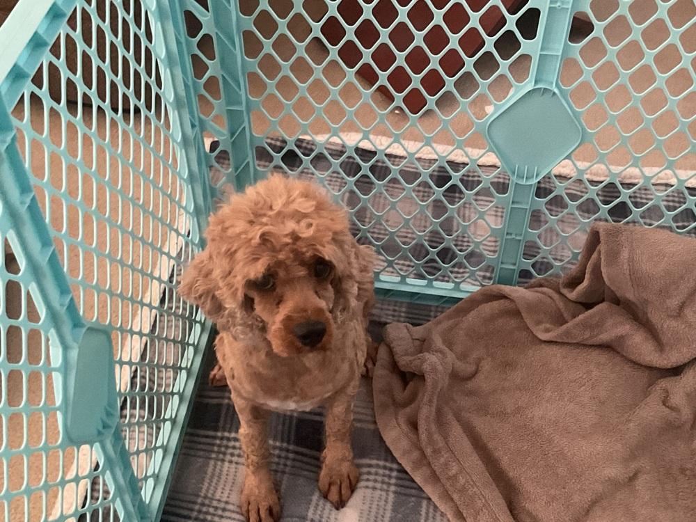 Cavapoo-Little lady, Adoptable, Adult Female Cavalier King Charles Spaniel & Poodle.