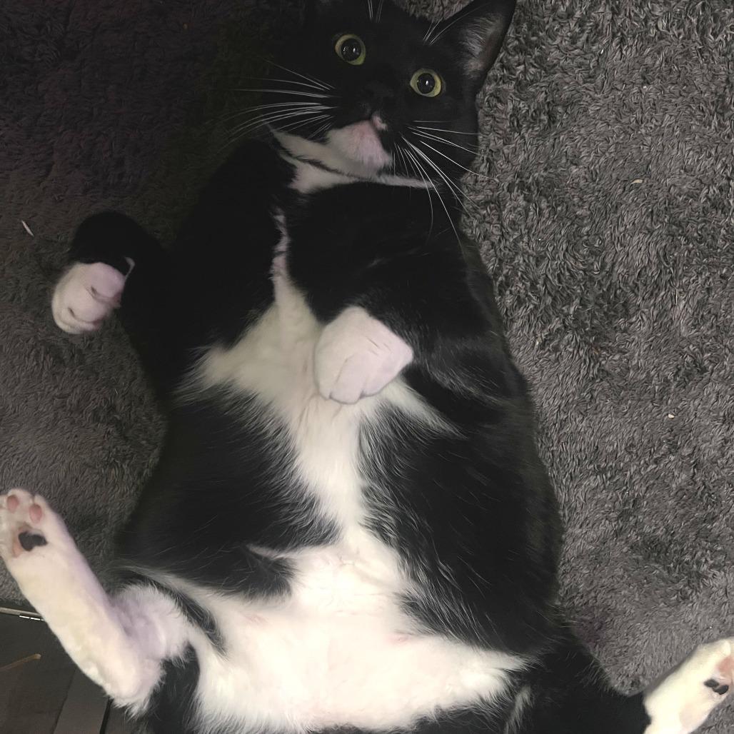 Enlarge Nida Lynn, a Adoptable Domestic Short Hair in Mount Shasta, CA image 1/4