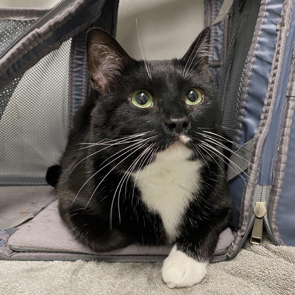 Enlarge Nida Lynn, a Adoptable Domestic Short Hair in Mount Shasta, CA image 2/4