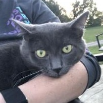 Enlarge Douglas, a ADOPTABLE Domestic Short Hair in Johnson City, TN image 2/4