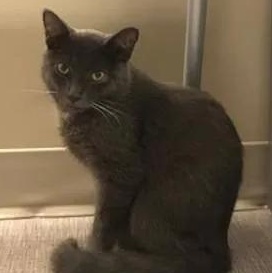 Enlarge Douglas, a ADOPTABLE Domestic Short Hair in Johnson City, TN image 3/4