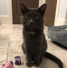 Douglas, ADOPTABLE, Young Male Domestic Short Hair.