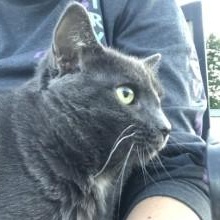 Enlarge Douglas, a ADOPTABLE Domestic Short Hair in Johnson City, TN image 4/4