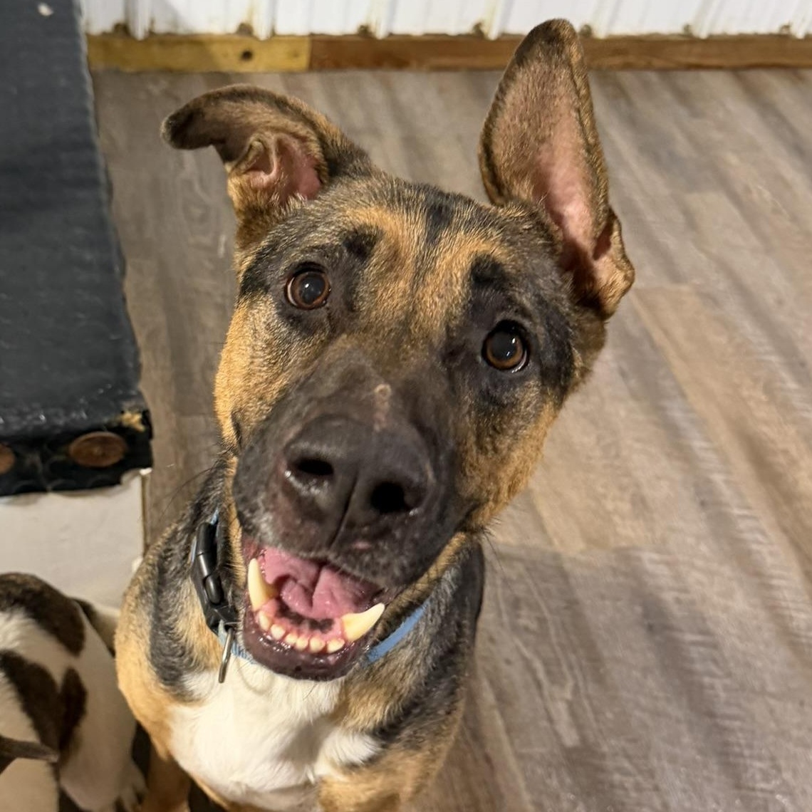 Apollo, Adoptable, Adult Male German Shepherd Dog.