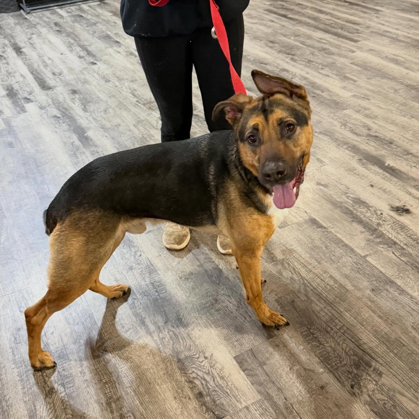 Enlarge Apollo, a ADOPTABLE mixed breed in Alma, MI image 1/1