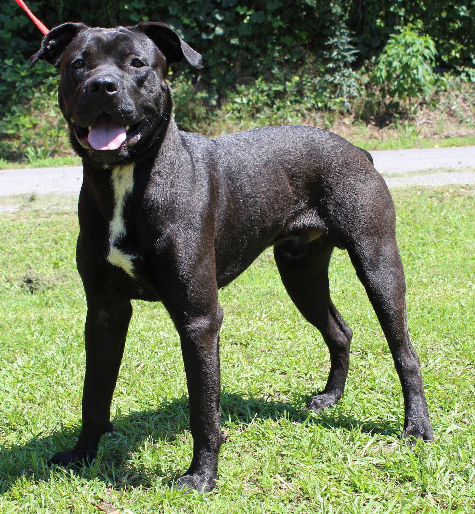 Honest 43698, Adoptable, Young Male Cane Corso & Black Labrador Retriever.