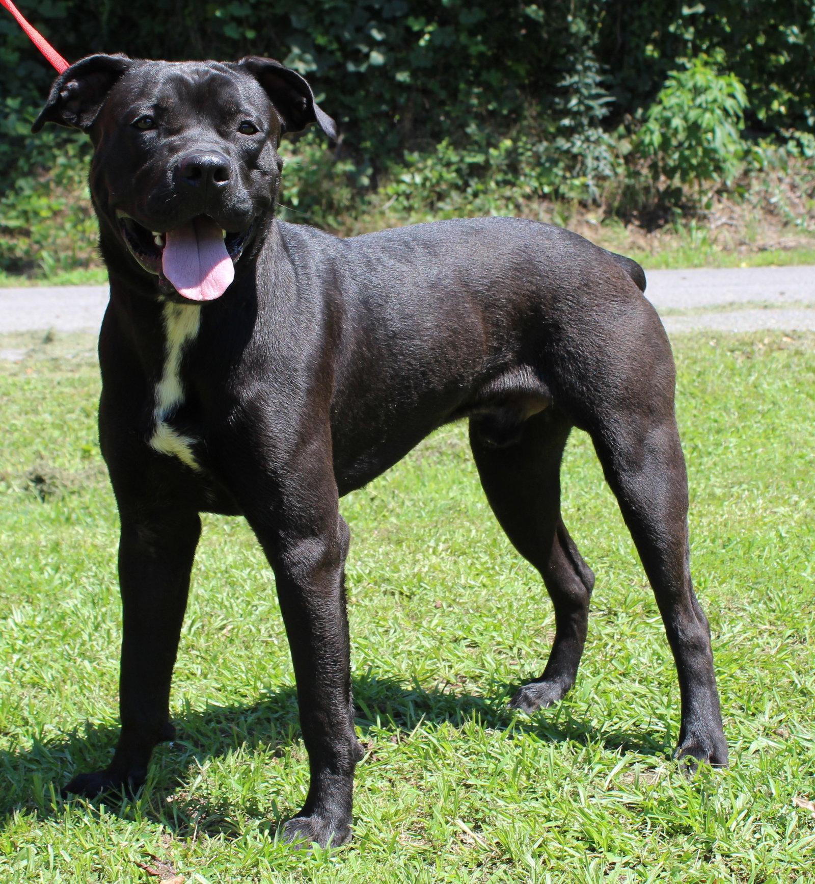 Enlarge Honest 43698, a Adoptable mixed breed in Prattville, AL image 2/3
