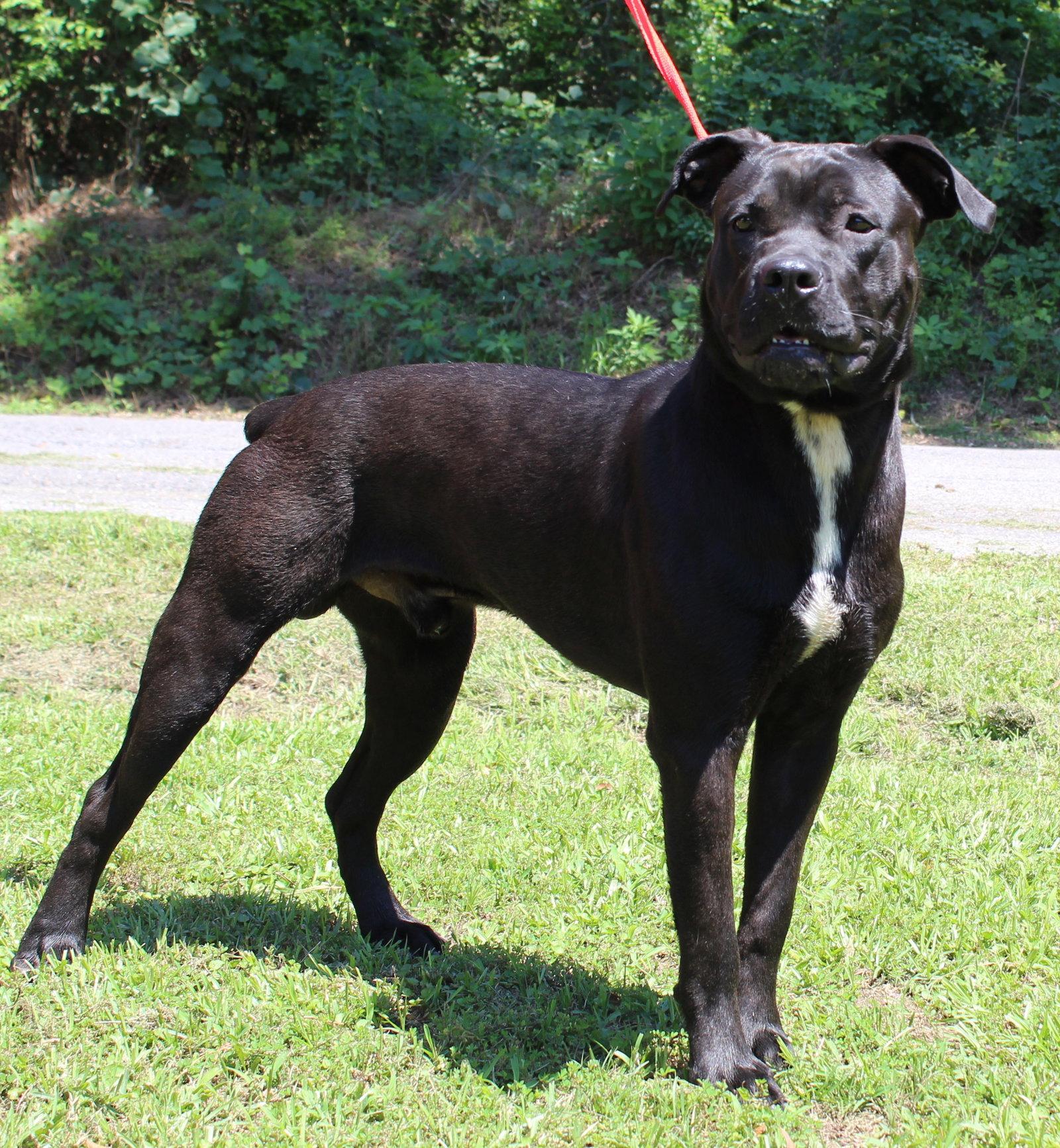 Enlarge Honest 43698, a Adoptable mixed breed in Prattville, AL image 3/3
