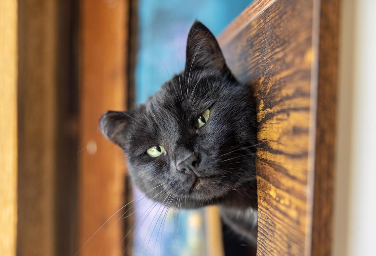 Meep Meep (Meep), Adoptable, Adult Female Domestic Short Hair.