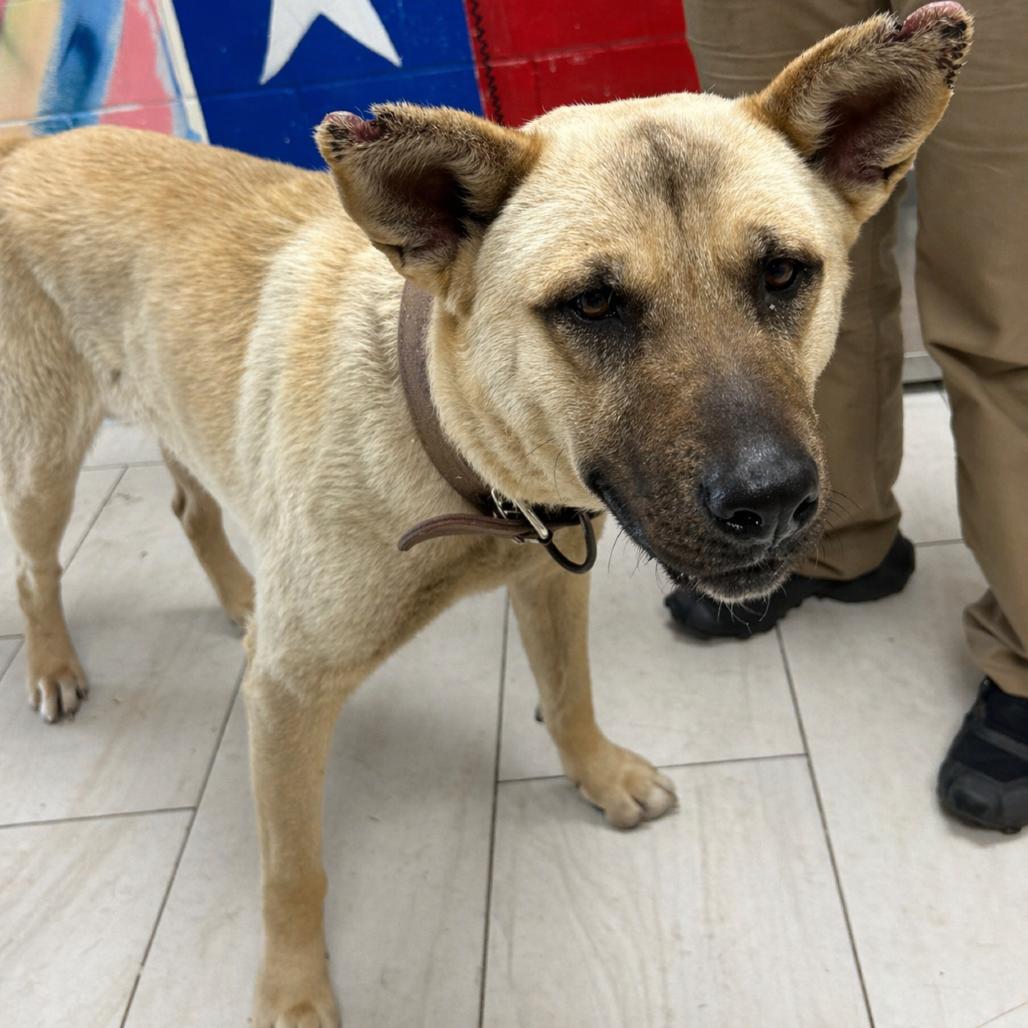 Enlarge Speed, a Adoptable Mixed Breed in Lufkin, TX image 1/1