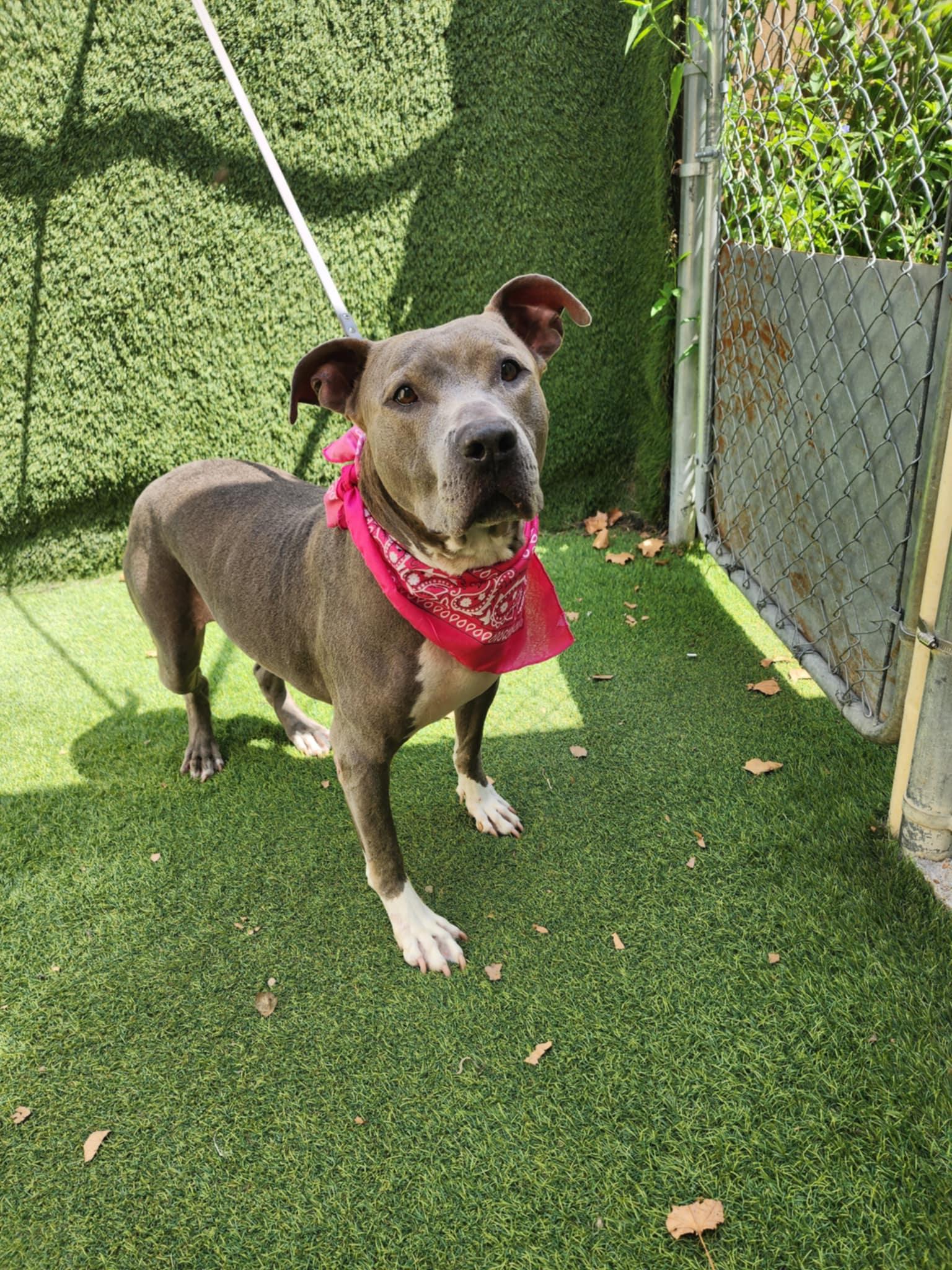 Princessa — thumbnail 6