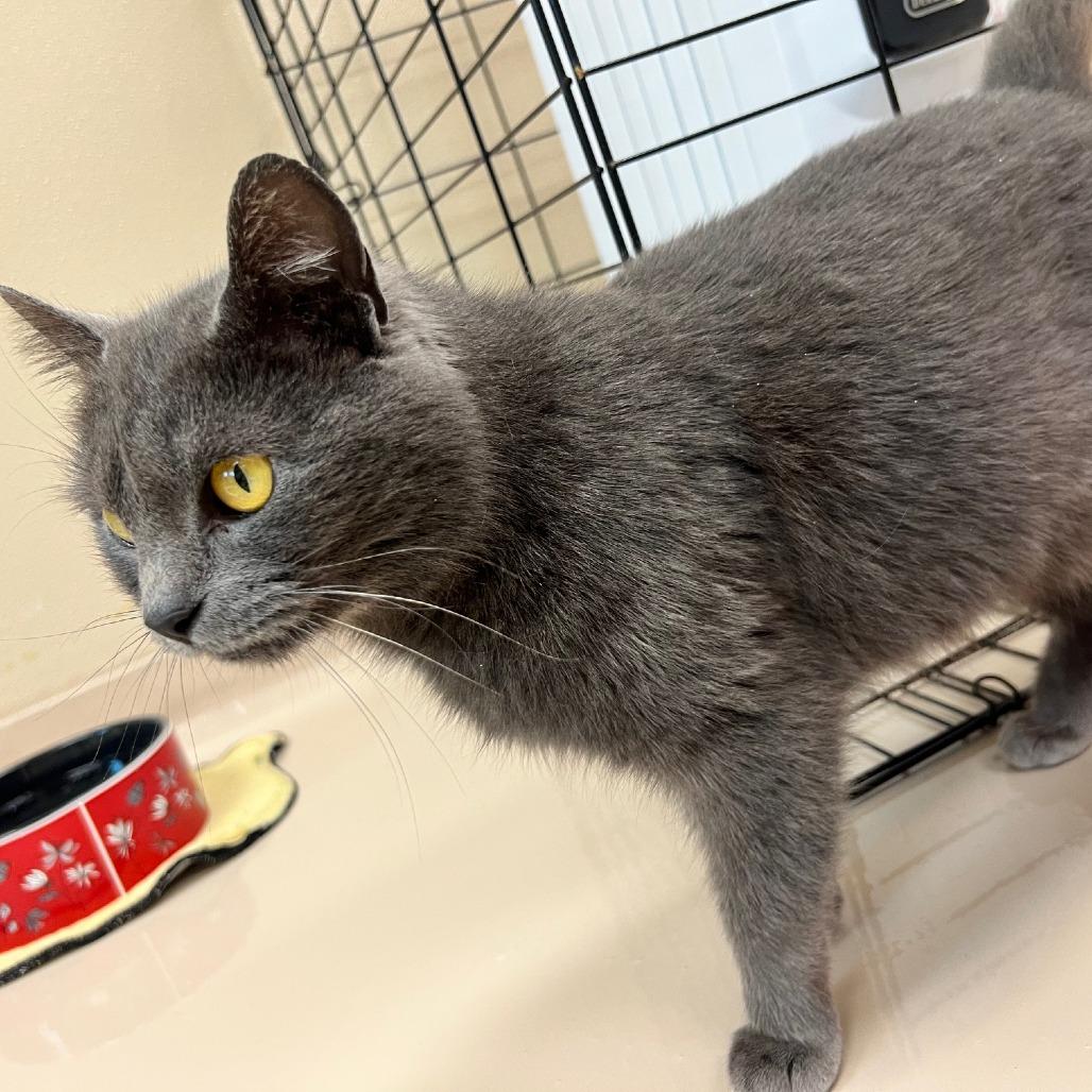 Basil, Adoptable, Adult Female Domestic Short Hair.