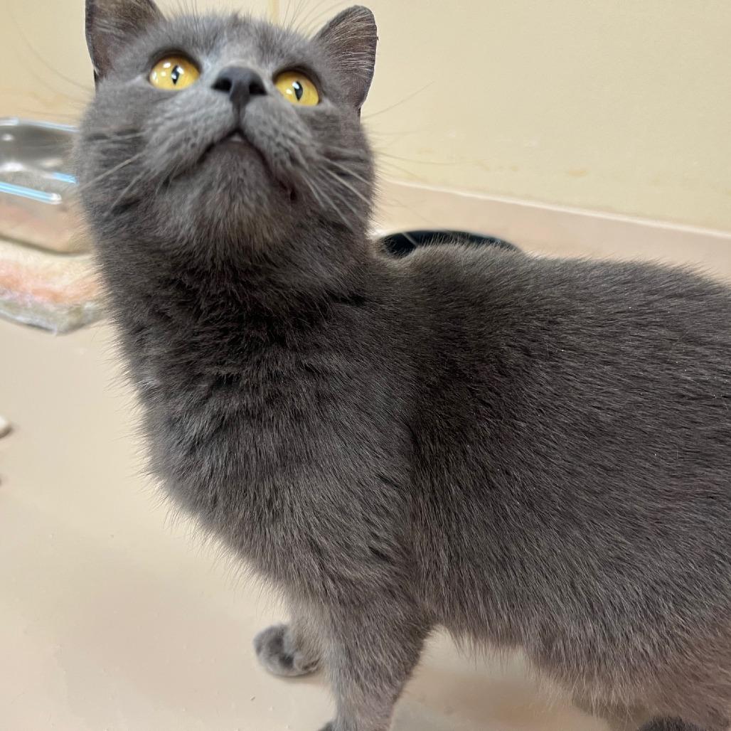 Enlarge Basil, a Adoptable Domestic Short Hair in Mebane, NC image 2/4