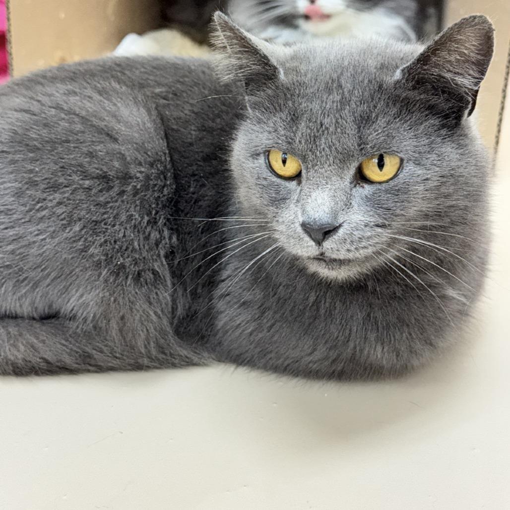 Enlarge Basil, a Adoptable Domestic Short Hair in Mebane, NC image 3/4