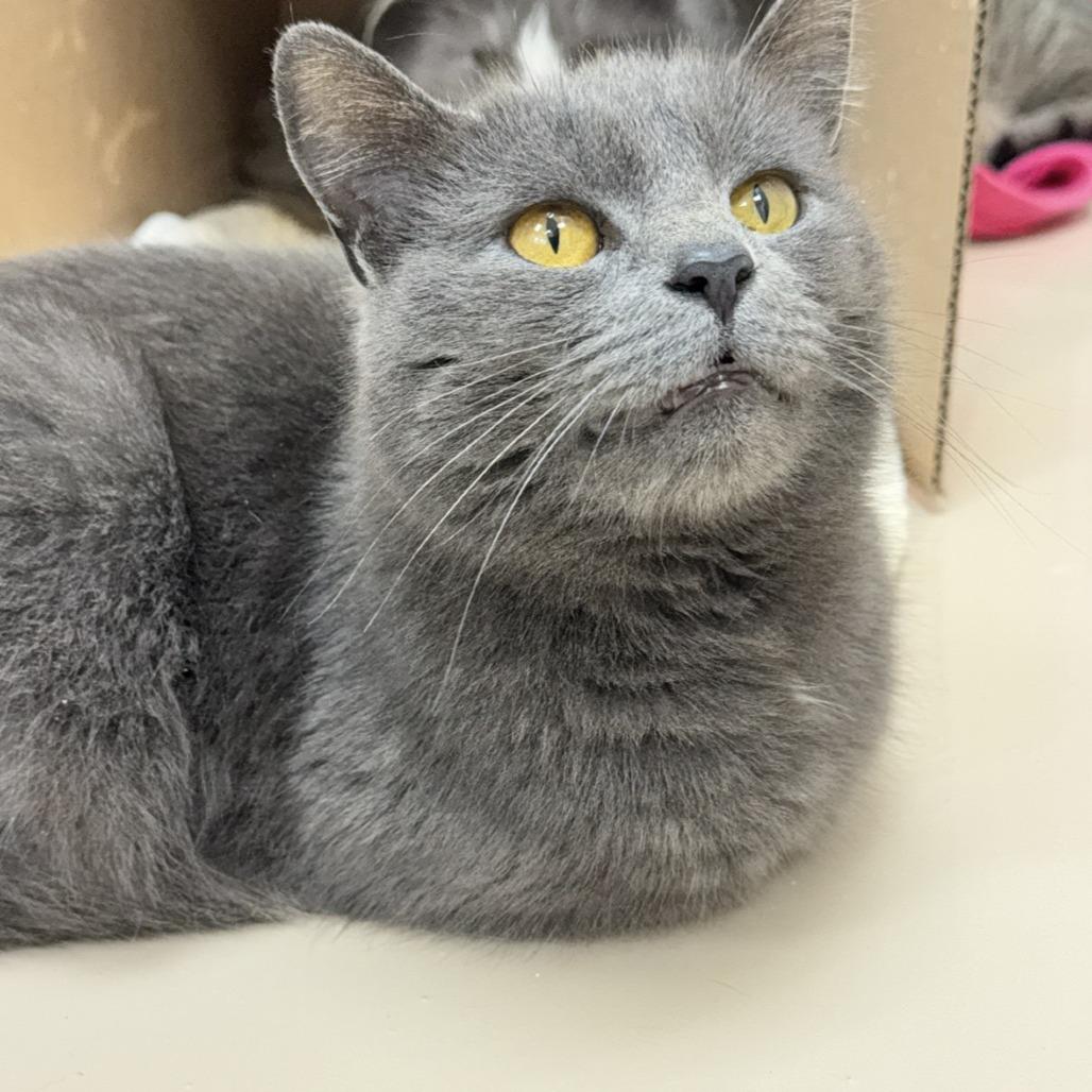 Enlarge Basil, a Adoptable Domestic Short Hair in Mebane, NC image 4/4