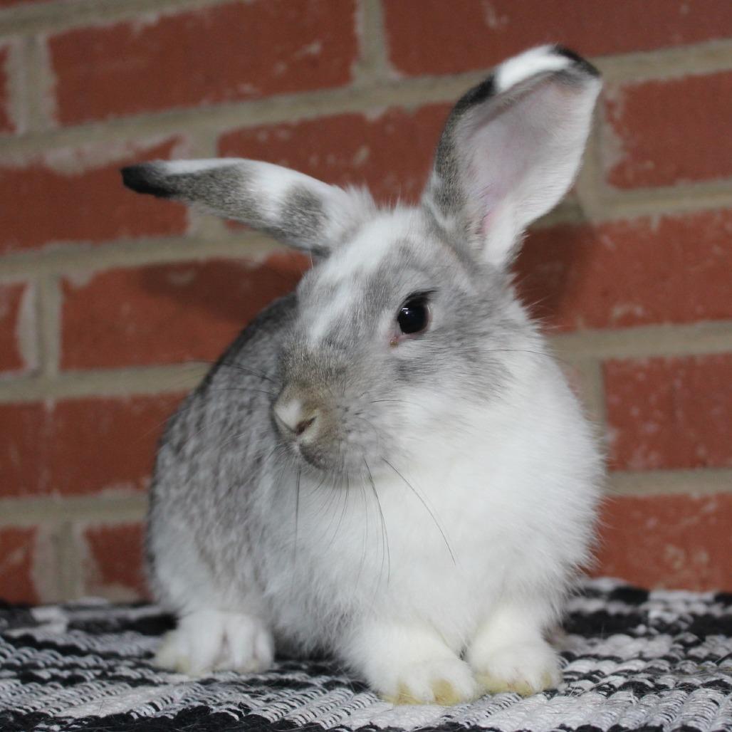 Enlarge Rocky Road, a Adoptable Rex in Winston-Salem, NC image 1/1
