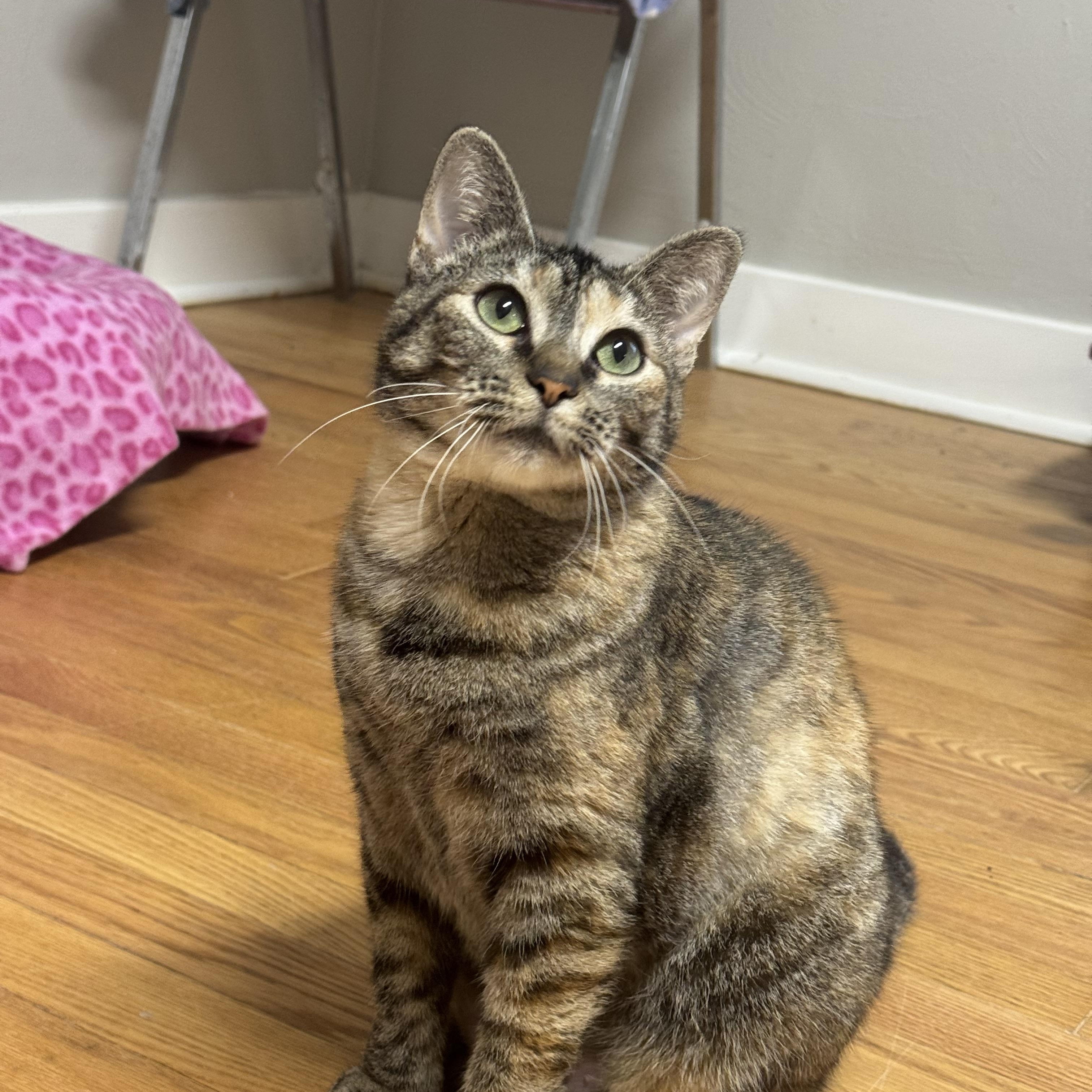 Strudel, ADOPTABLE, Adult Female Domestic Short Hair.