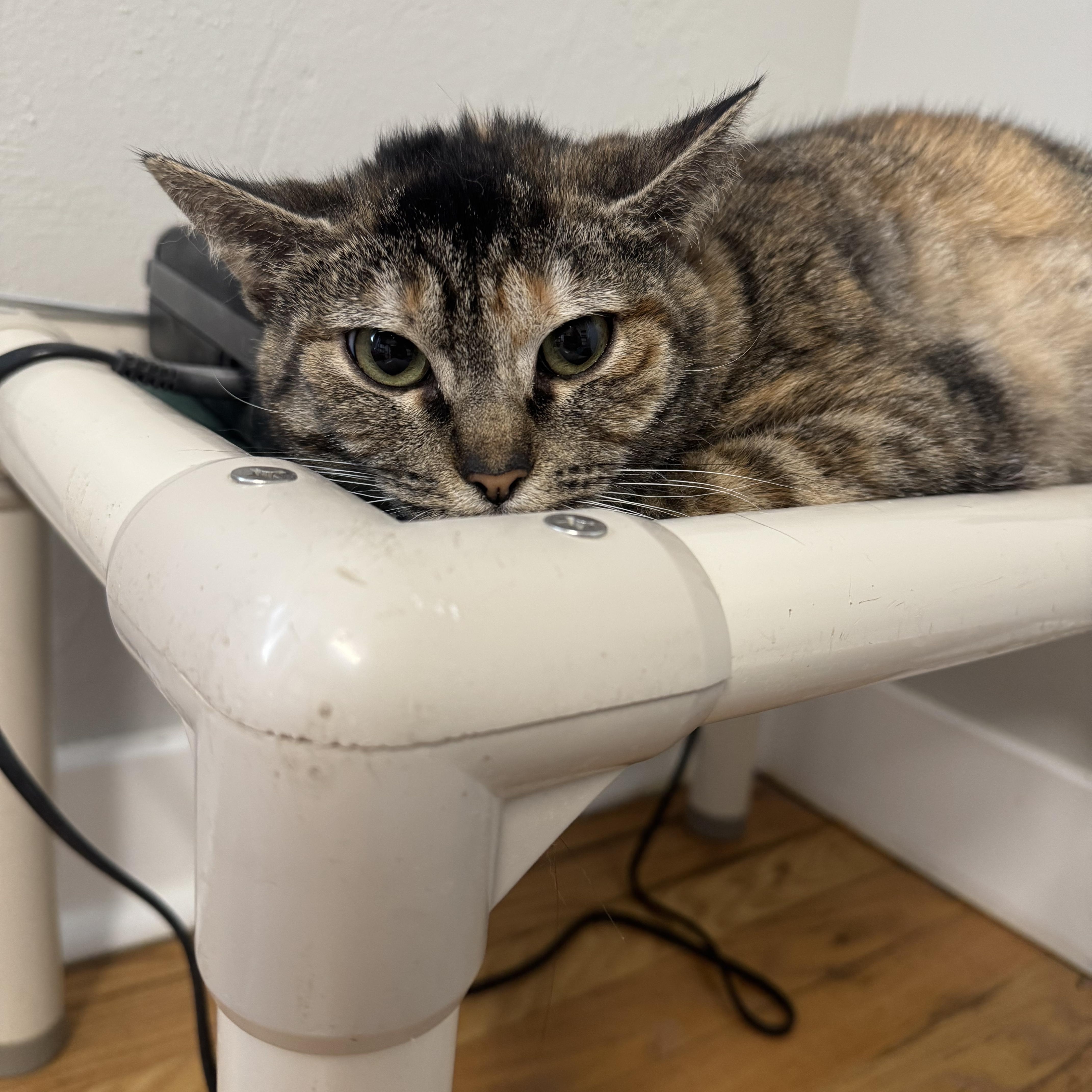 Enlarge Strudel, a ADOPTABLE Domestic Short Hair in Salem, OH image 1/1