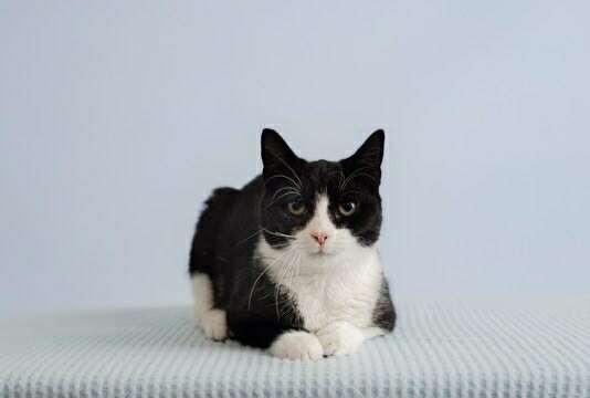 Bitsy, Adoptable, Kitten Female Domestic Short Hair.
