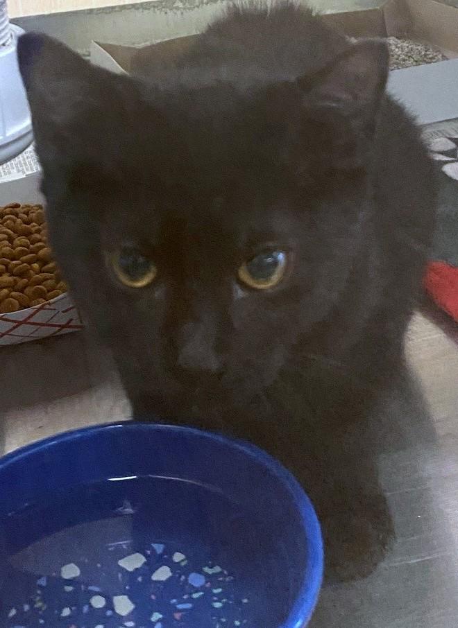 Michael A212129, Adoptable, Kitten Male Domestic Short Hair.